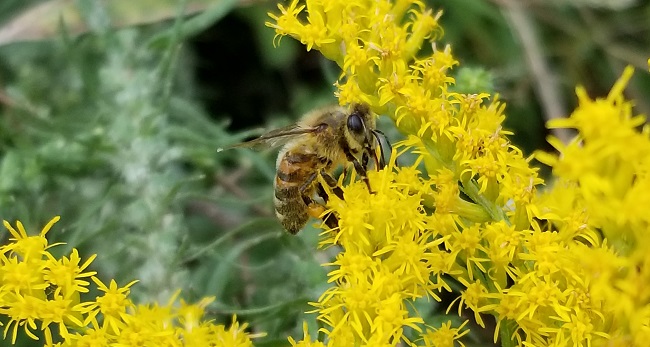 Honey Bee Lab : USDA ARS